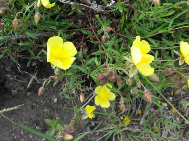 Quale specie di Helianthemum?